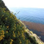 Wild flowers and kelp forest