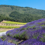 Lavender up to vineyard