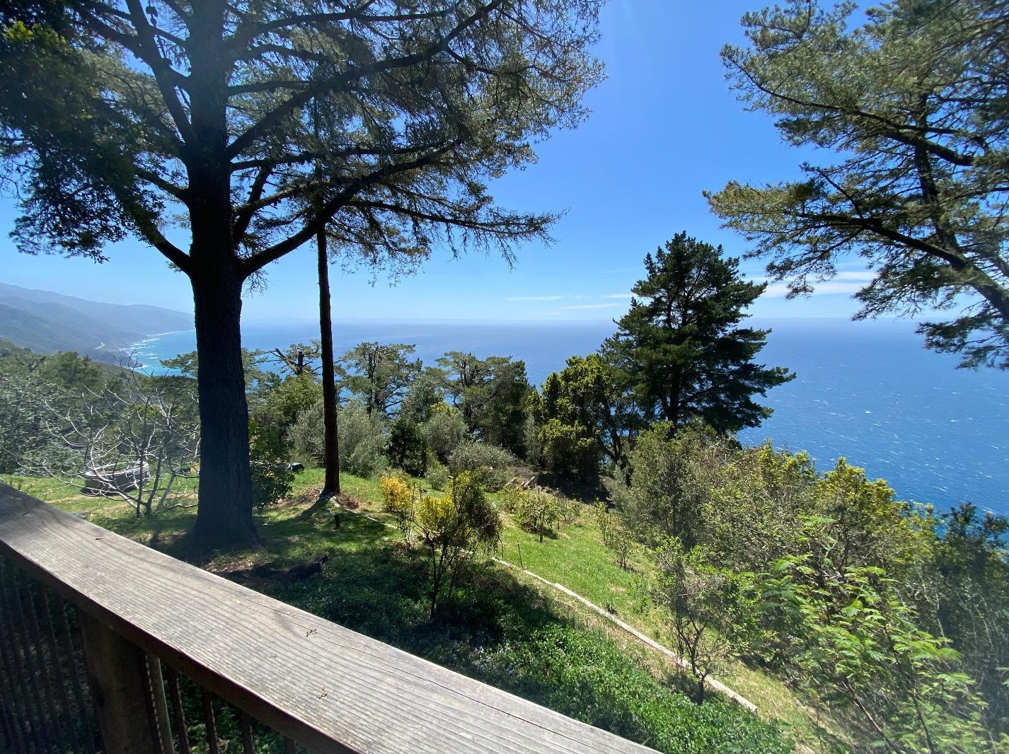Panoramic View of Blue Ocean and Green Pine Trees across the bottom